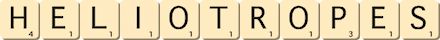 heliotropes heliotropes