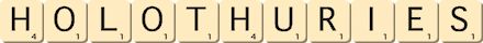 holothuries holothuries