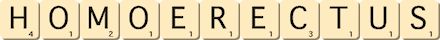 homo-erectus homo-erectus