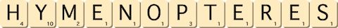 hymenopteres