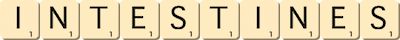 intestines intestines