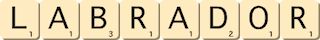 labrador labrador