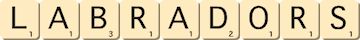 labradors labradors