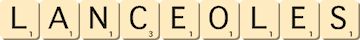 lanceoles