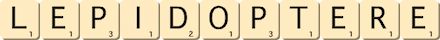 lepidoptere lepidoptere