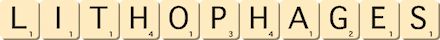 lithophages lithophages