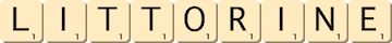 littorine