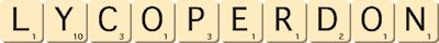 lycoperdon
