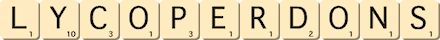 lycoperdons