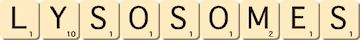 lysosomes lysosomes