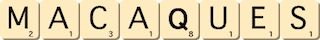macaques macaques