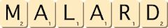 malard malard