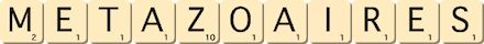 metazoaires