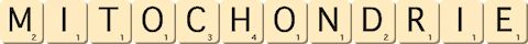 mitochondrie mitochondrie