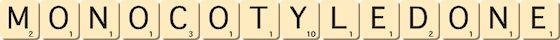 monocotyledone