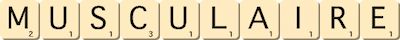 musculaire musculaire