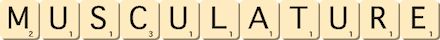 musculature musculature