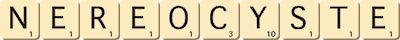 nereocyste