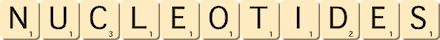 nucleotides nucleotides