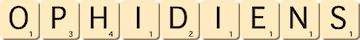 ophidiens ophidiens