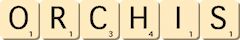 orchis