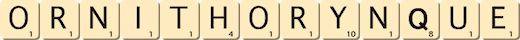 ornithorynque
