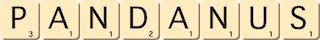 pandanus pandanus