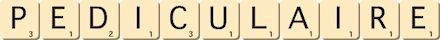 pediculaire