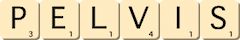 pelvis pelvis