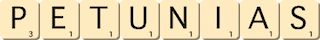 petunias petunias