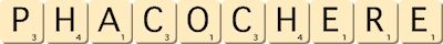 phacochere phacochere