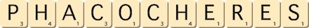 phacocheres phacocheres