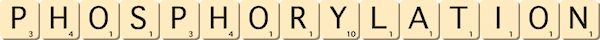 phosphorylation