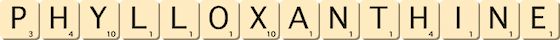 phylloxanthine