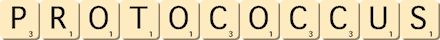 protococcus