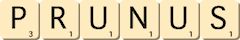 prunus prunus