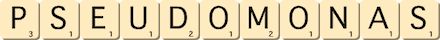 pseudomonas pseudomonas