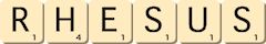 rhesus rhesus