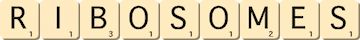 ribosomes ribosomes