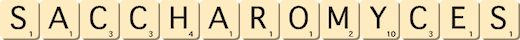 saccharomyces saccharomyces