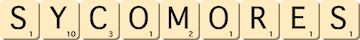 sycomores sycomores