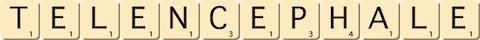 telencephale telencephale