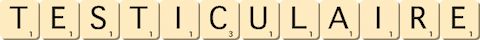 testiculaire testiculaire