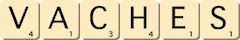 vaches